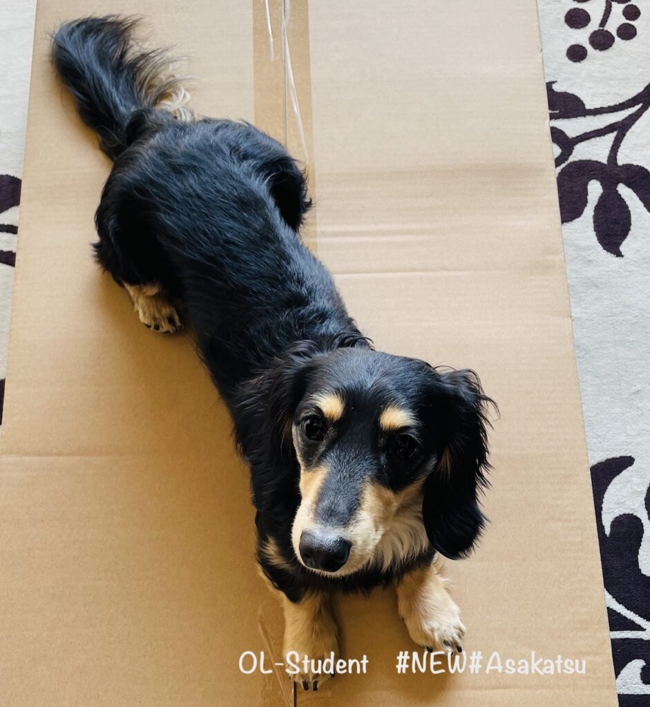 カニンヘン ダックス 成 犬