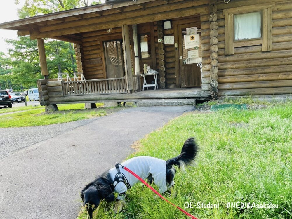 ホテル 軽井沢プリンスホテルのわんこ向けサービス紹介 Otter The Dachshund オッターはダックスフンド