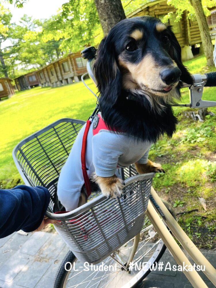 ホテル 軽井沢プリンスホテル 宿泊者向けのレンタサイクルは小型犬と利用できる Otter The Dachshund オッターはダックスフンド