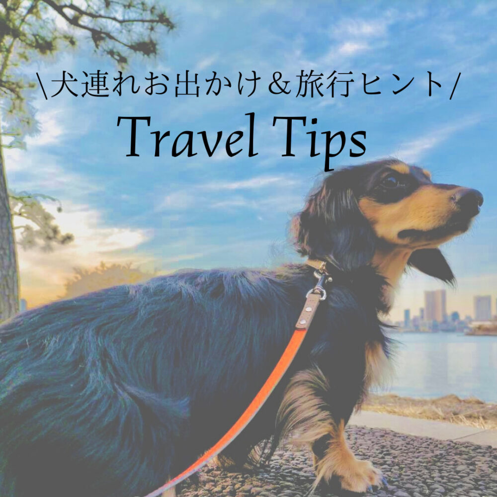 軽井沢 店内犬連れok おしゃれなnyスタイル ポーターハウス ステーキ グリル Otter The Dachshund オッターはダックスフンド