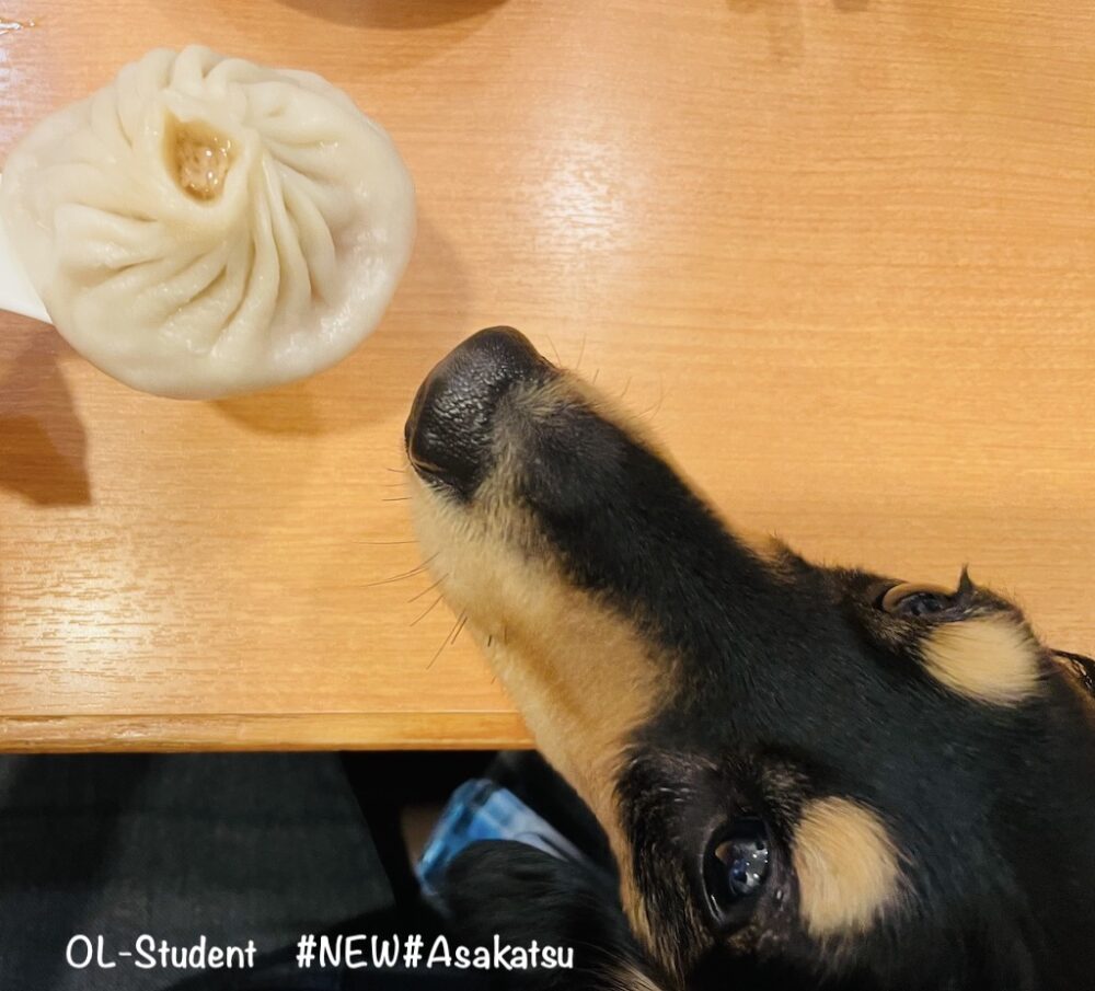 横浜 店内犬同伴ok わんこと一緒に小籠包を楽しめる張記小龍包新館 Otter The Dachshund オッターはダックスフンド
