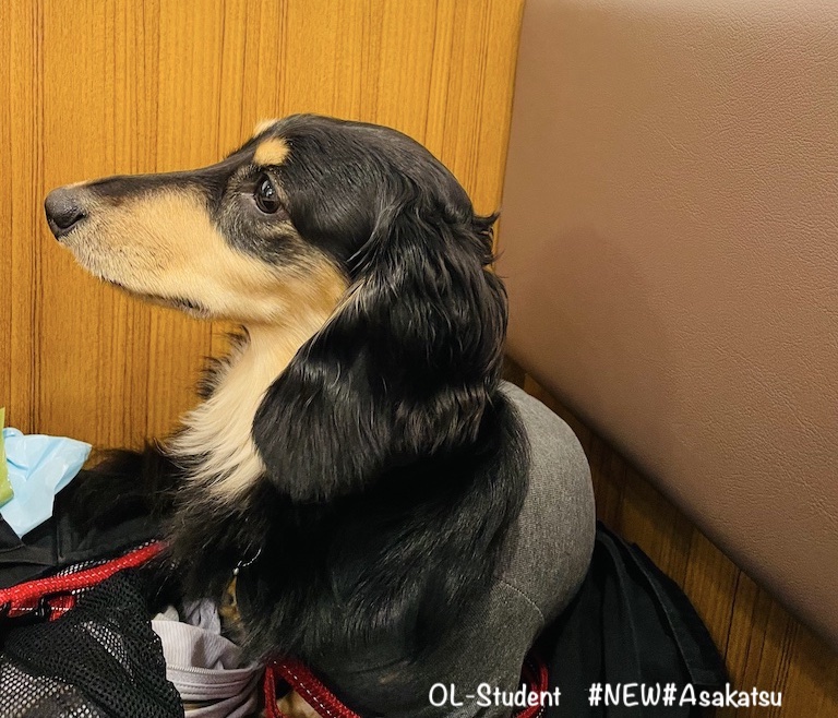 横浜 店内犬同伴ok わんこと一緒に小籠包を楽しめる張記小龍包新館 Otter The Dachshund オッターはダックスフンド