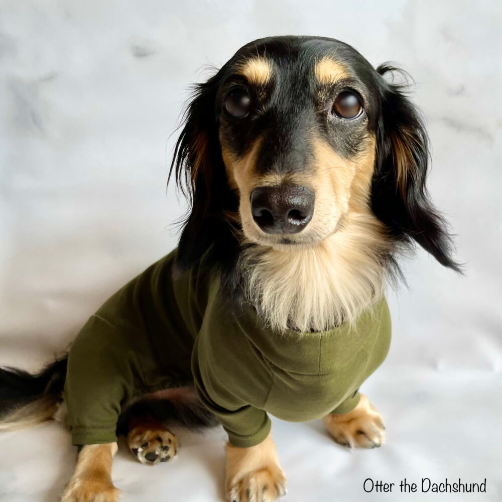 snowdrop_dog clothes_size for dachshund_ダックスフンド向け洋服_リニューアル_カーキ_グリーン_オッター