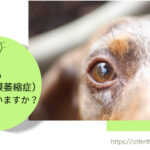 Blog Banner ブログ記事バナー 【ダックスフンド】PRA(進行性網膜萎縮症)って知っていますか？