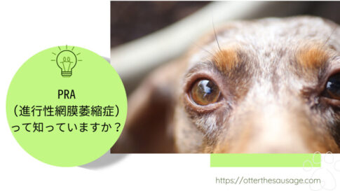Blog Banner ブログ記事バナー 【ダックスフンド】PRA(進行性網膜萎縮症)って知っていますか？