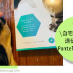 Blog Banner ブログ記事バナー 【健康管理】自宅でできる本格的な犬の遺伝子検査Pontelyのやり方を紹介します
