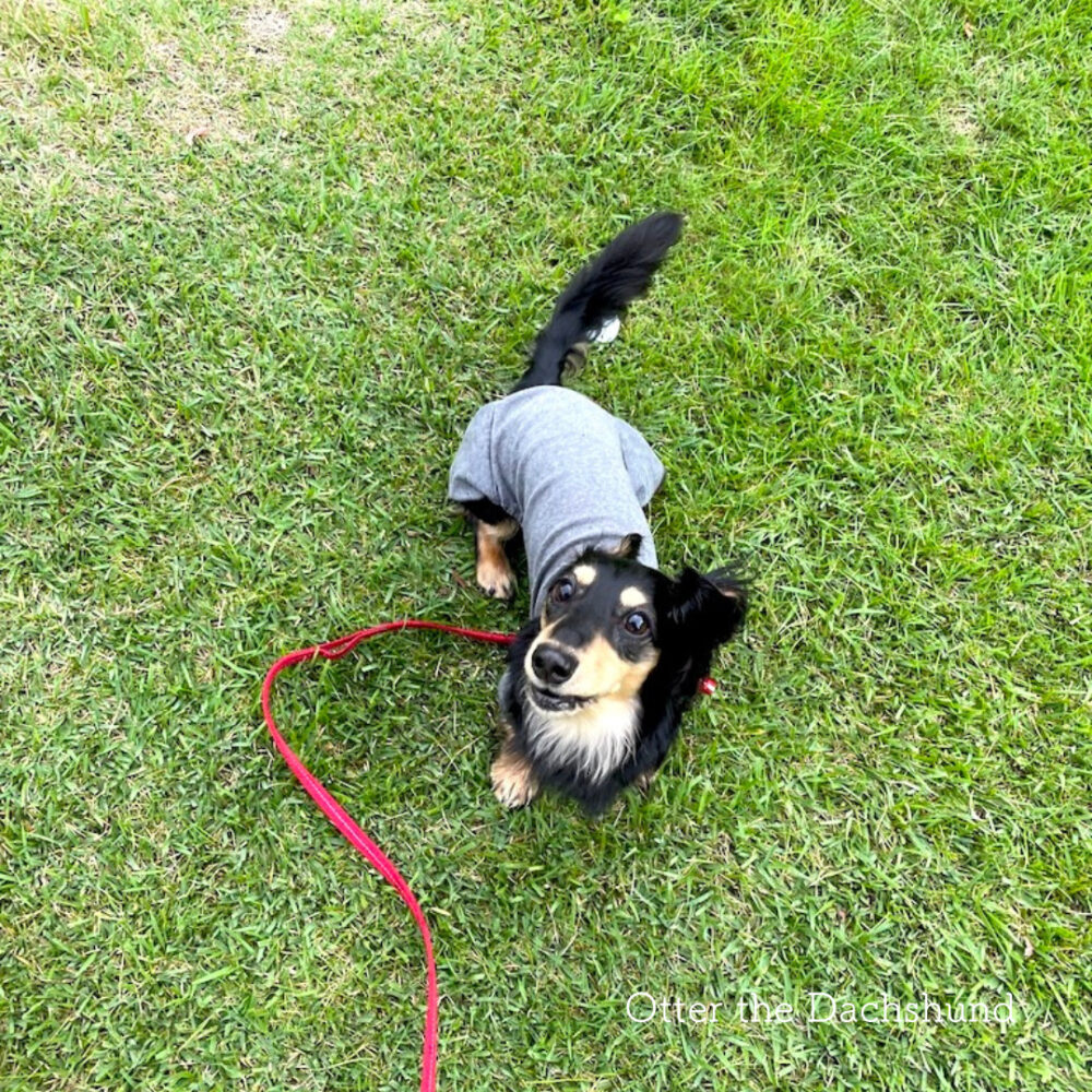 軽井沢 わんことショートコースをプレイできる 北軽井沢ゴルフクラブ Otter The Dachshund オッターはダックスフンド