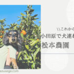 Blog-Banner_Odawara-Kanagawa-Japan_Orange-Picking_Otter-the-Dachshund_Tangerin_Kaninchen-Dachshund_【小田原】これからが本番！わんこと一緒にみかん狩りができる松本農園