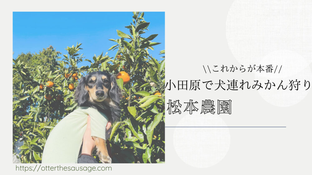 Blog-Banner_Odawara-Kanagawa-Japan_Orange-Picking_Otter-the-Dachshund_Tangerin_Kaninchen-Dachshund_【小田原】これからが本番！わんこと一緒にみかん狩りができる松本農園