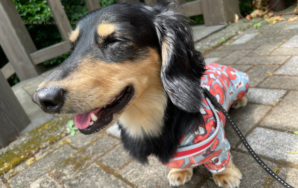 image_kaninchen dachshund_travel with dogs_hilton Odawara resort &spa_trail_犬連れ旅行_犬と旅行_カニンヘンダックスフンド_ヒルトン小田原リゾート&スパ_トレイル_202207_オッター_トレイル入り口