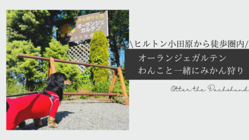 Blog Banner_犬と旅行_犬連れ旅行_犬とお出かけ_小田原_オーランジェガルテン_Otter the Dachshund_ヒルトン小田原から歩いていけるみかん狩り