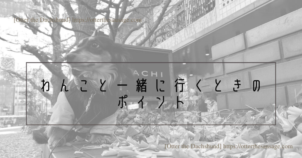 Blog Header image_犬と旅行_犬連れ旅行_【東京】キハチ 青山本店-ネットで予約できる！犬連れで優雅なアフタヌーンティー_オッターはダックスフンド_わんこと一緒に行く時のポイント