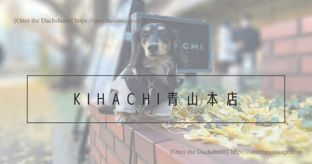 Blog Header image_犬と旅行_犬連れ旅行_【東京】キハチ 青山本店-ネットで予約できる！犬連れで優雅なアフタヌーンティー_オッターはダックスフンド_キハチ青山本店情報