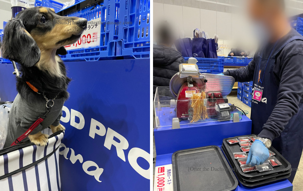 Blog image_犬とお出かけ_犬ブログ_ペット博2023横浜_カニンヘンダックスフンド_オッター_ぢあら＿馬肉ロース