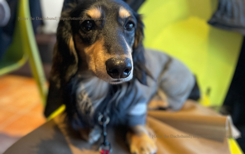photo_ 犬と旅行_犬連れ旅行_【東京】キハチ 青山本店-ネットで予約できる！犬連れで優雅なアフタヌーンティー_オッターはダックスフンド_カニンヘンダックスフンド_Cカフェマット