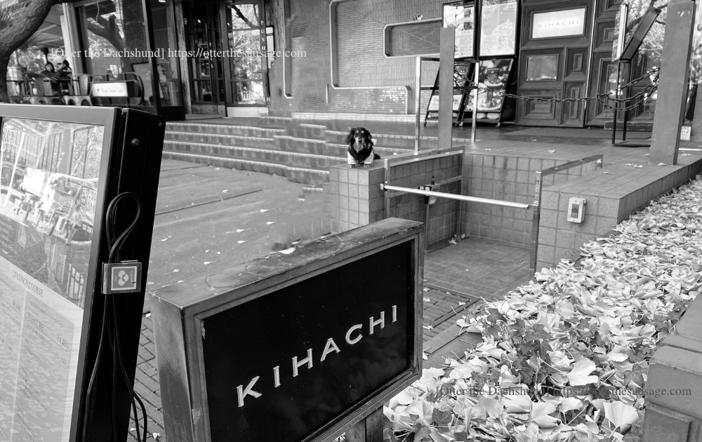 photo_ 犬と旅行_犬連れ旅行_【東京】キハチ 青山本店-ネットで予約できる！犬連れで優雅なアフタヌーンティー_オッターはダックスフンド_オッター記念撮影_ カニンヘンダックスフンド_オッター_セピア