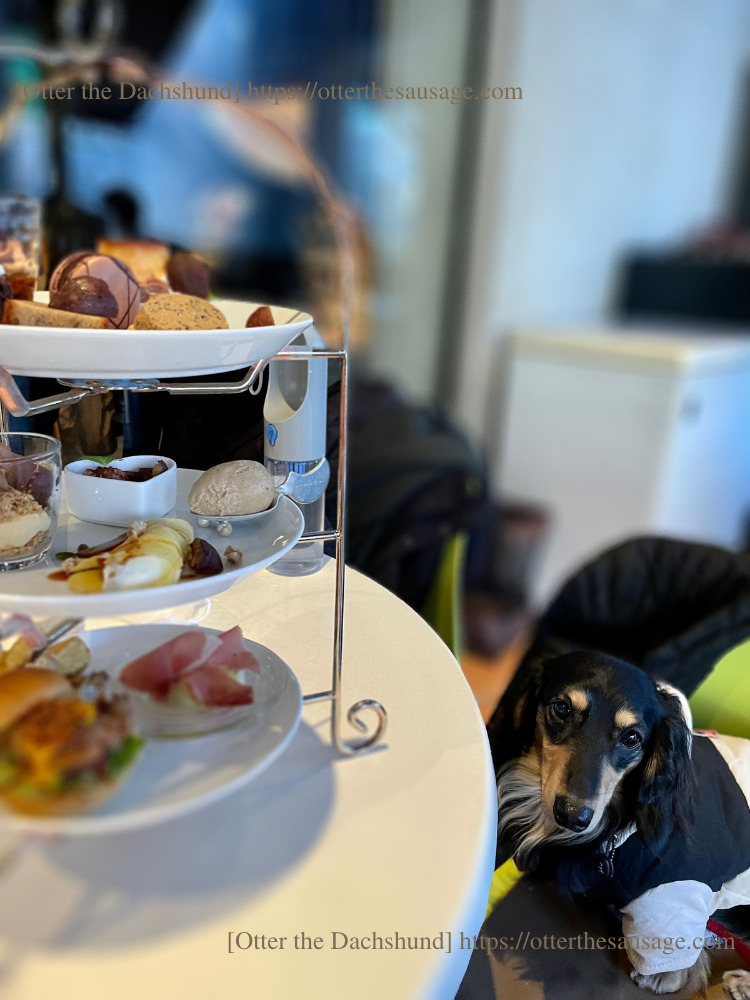 photo_ 犬と旅行_犬連れ旅行_【東京】キハチ 青山本店-ネットで予約できる！犬連れで優雅なアフタヌーンティー_オッターはダックスフンド_アフターヌーンティー_CHOCOLATE ＆ MARRON Special_オッター_カニンヘンダックスフンド_ブラックアンドイエロー