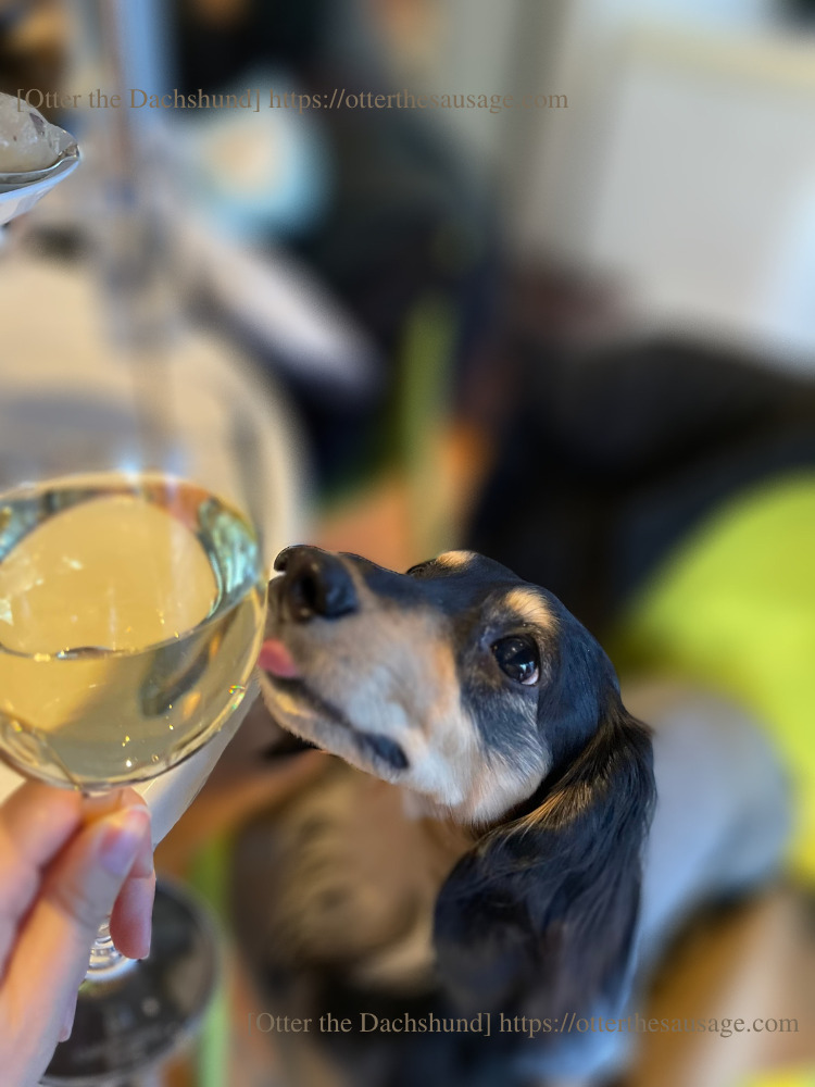 photo_ 犬と旅行_犬連れ旅行_【東京】キハチ 青山本店-ネットで予約できる！犬連れで優雅なアフタヌーンティー_オッターはダックスフンド_アフターヌーンティー_CHOCOLATE ＆ MARRON Special_オッター_カニンヘンダックスフンド_白ワイン_記念撮影