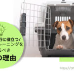 Blog Banner_travel tips for travelers with dogs_three reasons why you should crate train your dog_Otter the Dachshund