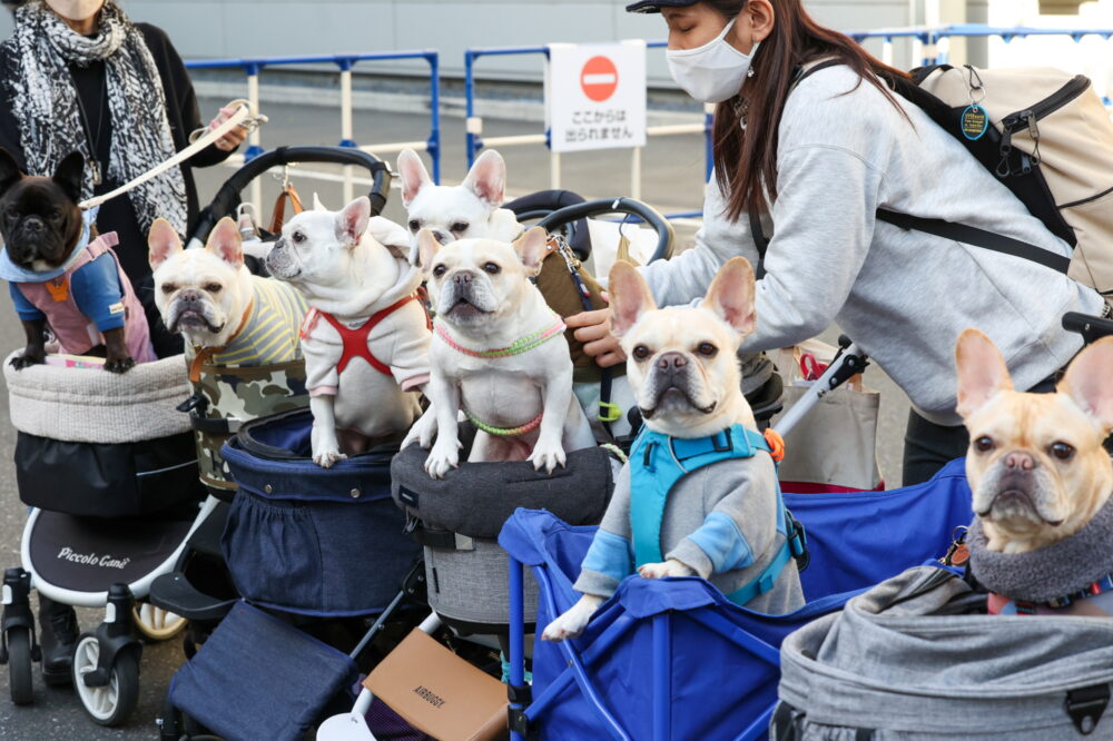 interpets-2022- pet event-pet (12)クレジット（インターペット／メッセフランクフルト ジャパン)フレンチブルドッグ