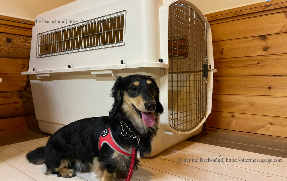 photo_travel with dogs_hang out with dogs_crate_犬と旅行_犬とお出かけ_Otter the Dachshund_クレート_karuizawa prince hotel_軽井沢プリンスホテル_ドッグヴィレッジ_カニンヘンダックスフンド_オッター_202206_バリケンネル