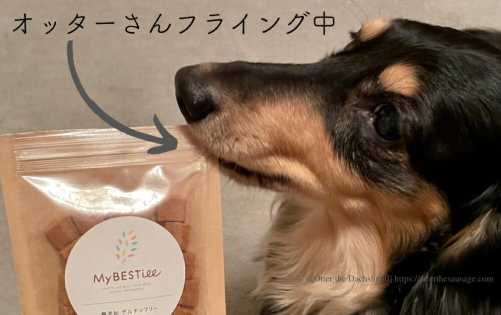 Birthday gift box for dog_My BESTiee_ハッピーバースデーボックス_マイベスティー_Otter the Dachshund_オッター_きなこクッキー_お気に入り
