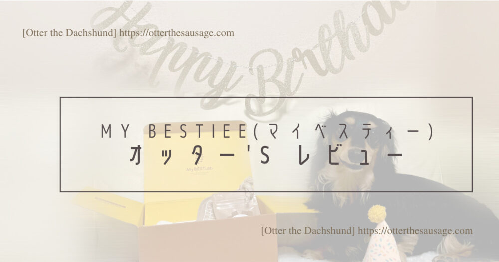 Blog Header image_Birthday gift box for dog_My BESTiee_ハッピーバースデーボックス_マイベスティー_Otter the Dachshund_レビュー