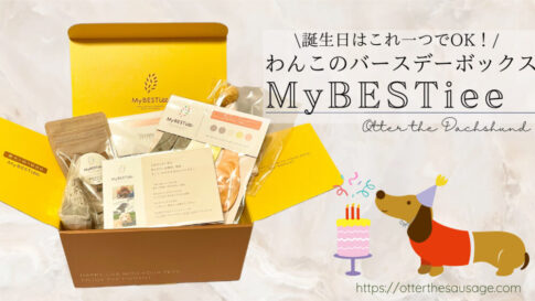 Blog Banner Birthday gift box for dog_My BESTiee