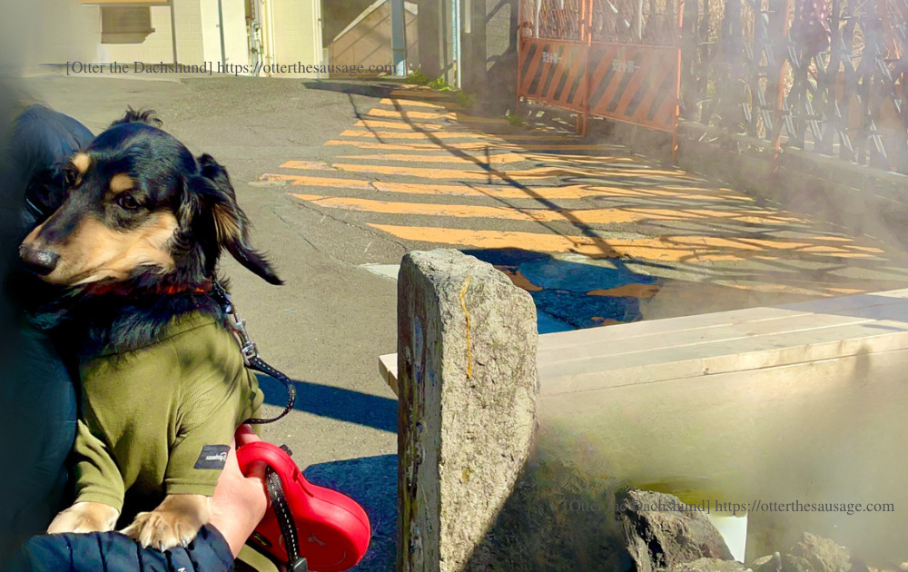 enjoy atami with dog hot spring stroll plan_travel with dog_【熱海】愛犬と一緒に楽しむ！おすすめ温泉街ぶらり散歩プラン_202302_小沢の湯_温泉卵_ビビりオッター