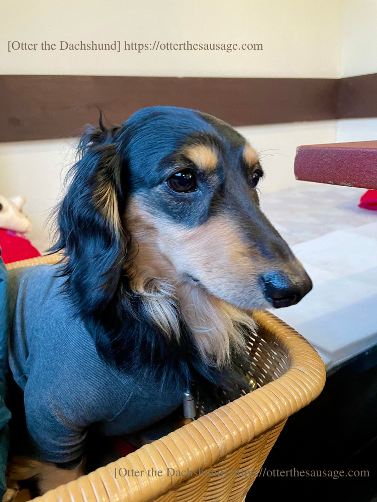photo_犬と旅行_犬連れ旅行_karuizawa_yakiniku bbq_koshuen_dog friendly restaurant_軽井沢_焼肉_犬と外食_店内で食事ができる_光州苑本店_kaninchen dachshund_カニンヘンダックスフンド_オッター_犬連れ席_ 待機中