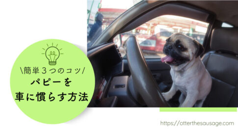 Blog Banner_3 tips for driving with puppies