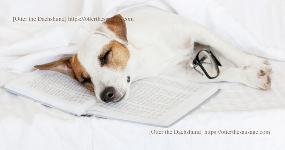 Blog Header image_dog book