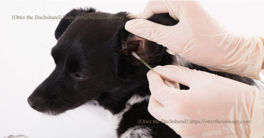 Header Image_black dog_ear cleaning