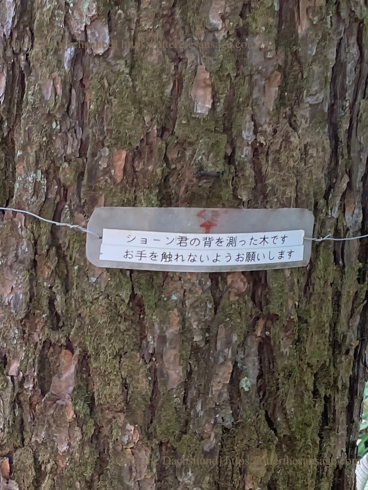 photo_ Otter the Dachshund_travel with dogs_hang out with dogs_犬旅ブログ_犬とお出かけブログ_南軽井沢_離山房_犬連れカフェ_ショーンの背を計った木(ズーム)