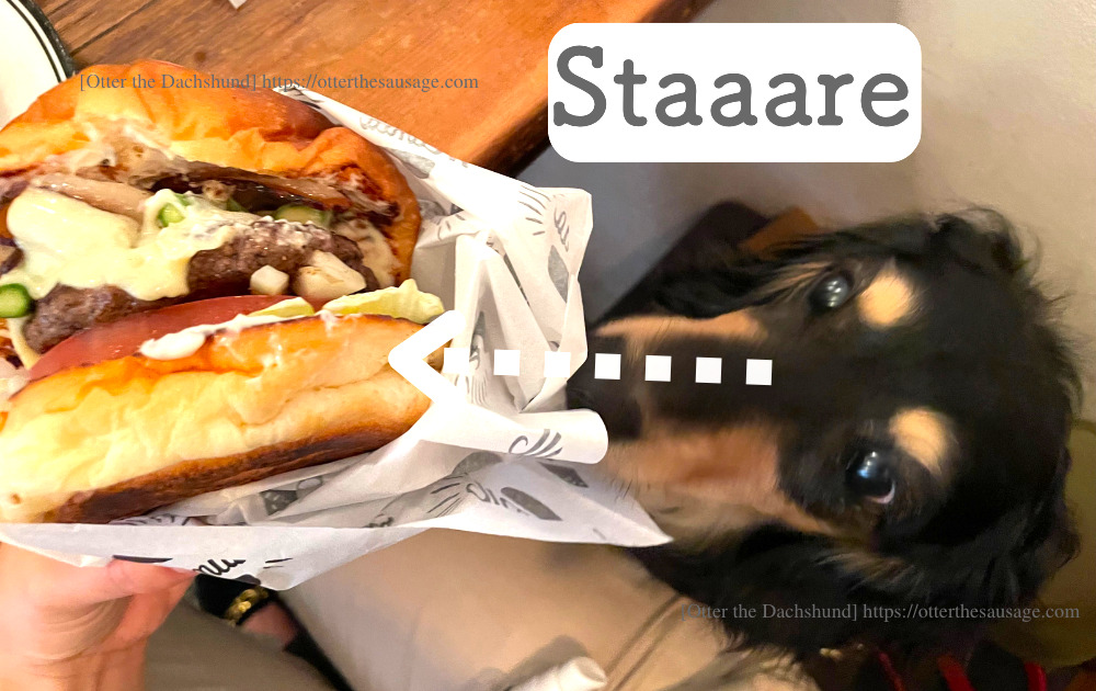 Otter the Dachshund_travel with dogs_hang out with dogs_犬旅ブログ_犬とお出かけブログ_tokyo-ebisu_burger-mania_バーガーマニア恵比寿_マンスリーハンバーガー＿オッターガン見