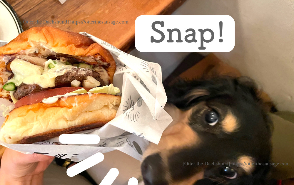 Otter the Dachshund_travel with dogs_hang out with dogs_犬旅ブログ_犬とお出かけブログ_tokyo-ebisu_burger-mania_バーガーマニア恵比寿_マンスリーハンバーガー＿オッターパクリ
