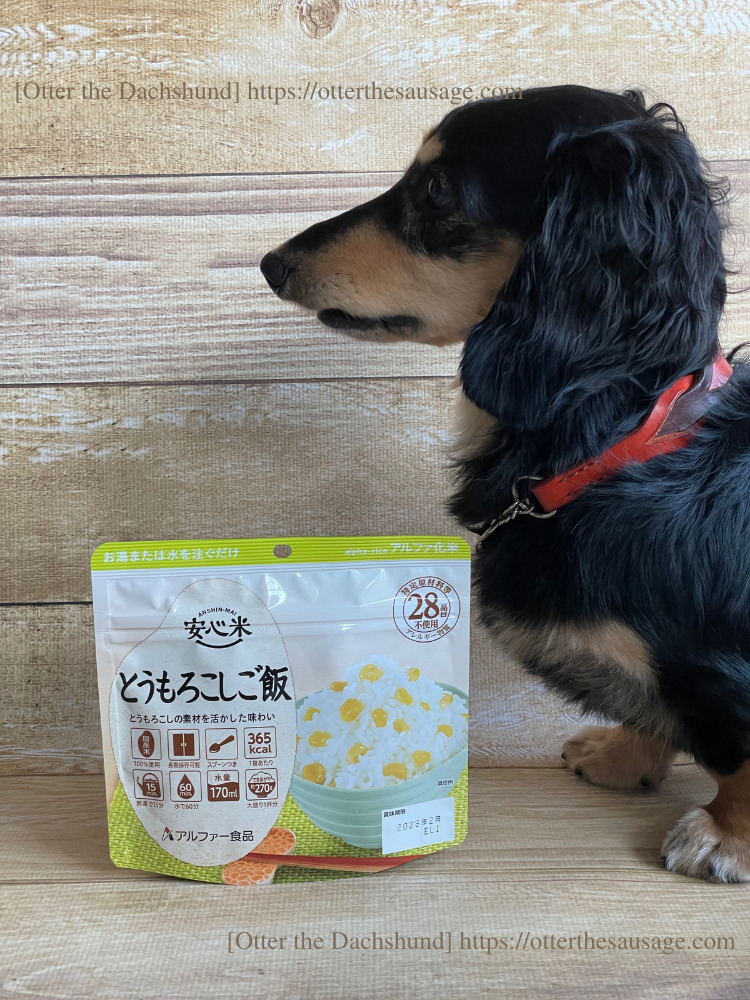 photo_Otter the Dachshund_dog-emergency-preparation-for-protecting_【犬の防災対策】愛犬を守るための3つの準備：緊急時の備えと安心の対策_安心米