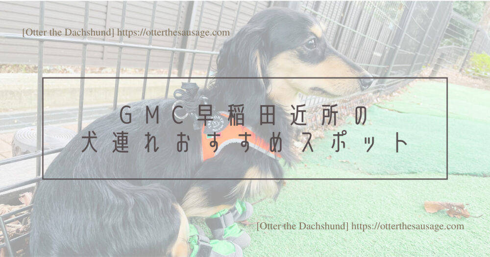 Header Image_Otter the Dachshund_hang out with dogs_犬旅ブログ_犬とお出かけブログ_Good Morning Cafe早稲田_ドッグフレンドリーカフェ_GMC早稲田近所にある犬連れおすすめスポット