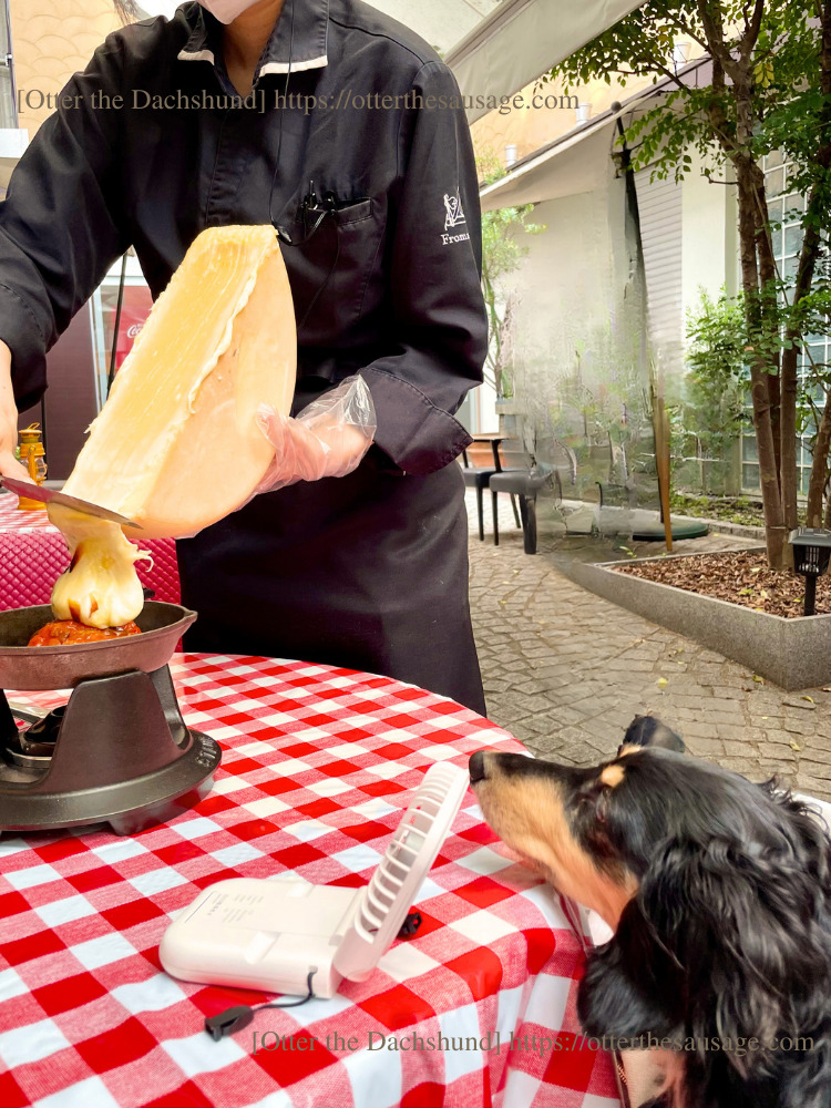 photo_tokyo-kagurazaka_dog-friendly-french-swiss-cheese-restaurant_fromatique_犬旅ブログ_犬とお出かけブログ_神楽坂フロマティック_ドッグフレンドリーレストラン_オッター_ラクレットチーズに興味津々