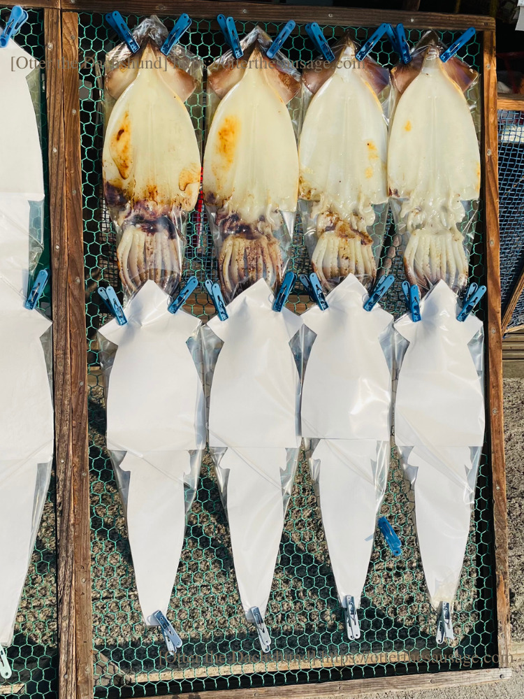 photo_Otter the Dachshund_travel with dogs_shizuoka_atami_ajiro-doggy-paths_網代_犬連れ旅行_犬と旅行_網代にあるイカの干物(アップ)半分紙