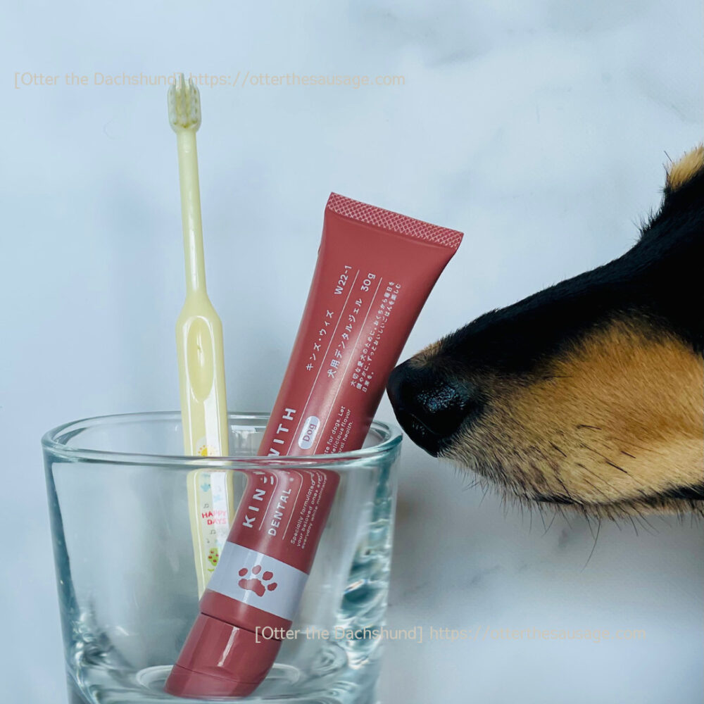 Photo_Otter the Dachshund_犬ブログ_home-care-items-for-small-dogs_【自宅でできる】愛犬のキレイの秘訣愛用ホームケアグッズ_KINS WITH DENTAL GEL(キンズウィズデンタルジェル)