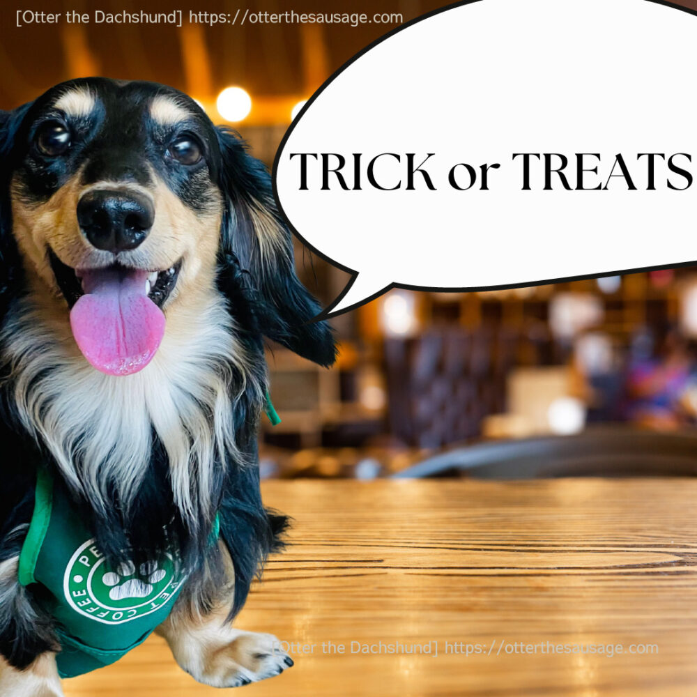 photo_Otter the Dachshund_犬ブログ_shein_dog-halloween-costumeシーイン犬のハロウィンコスチューム_2023_オッターカフェスタッフコスプレ_トリックオアトリート