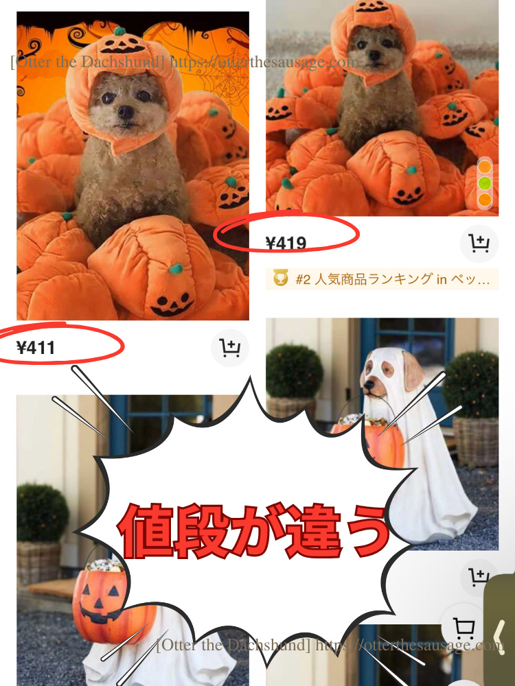 photo_Otter the Dachshund_犬ブログ_shein_dog-halloween-costumeシーイン犬のハロウィンコスチューム_2023_パンプキン帽子料金比較