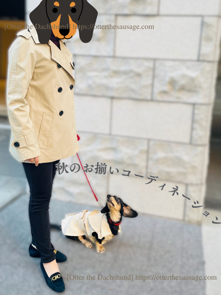 photo_Otter the Dachshund_犬ブログ_shein_シーイン_犬服_カニンヘンダックスフンド-オッター_OL-Student_お揃いトレンチコーディネーション