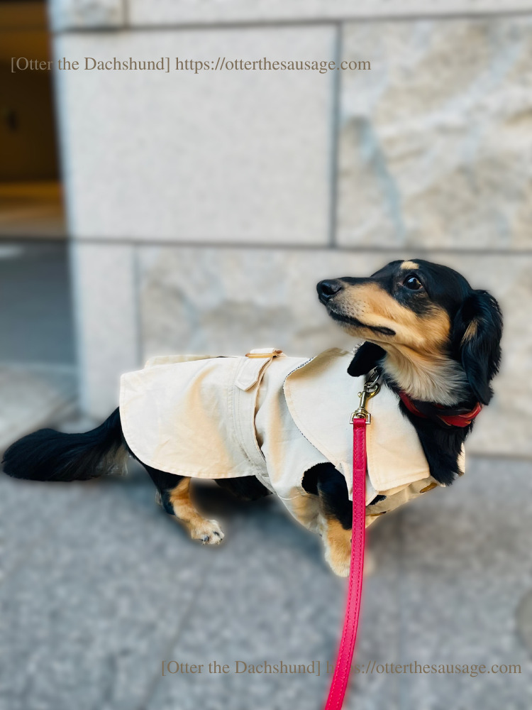 photo_Otter the Dachshund_犬ブログ_shein_シーイン_犬服_トレンチコート_カニンヘンダックスフンドオッター_全身コーデ