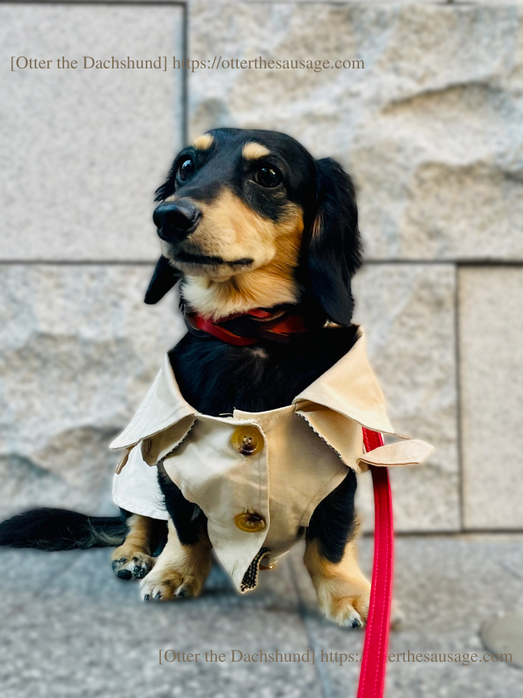 photo_Otter the Dachshund_犬ブログ_shein_シーイン_犬服_トレンチコート_カニンヘンダックスフンドオッター_正面デザイン