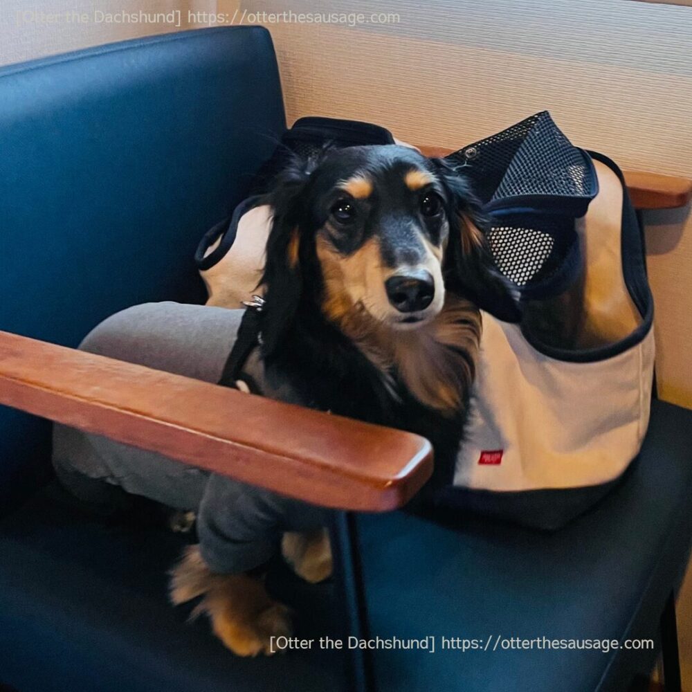 photo_dogfriendly-hotel_tokyo_ici-hotel-asakusabashi_ドッグフレンドリーホテル_東京イチホテル浅草橋_犬とお出かけ_犬連れ旅行荷物_オッター_free stitch_スクエアトートキャンバスツートン_フリーステッチ