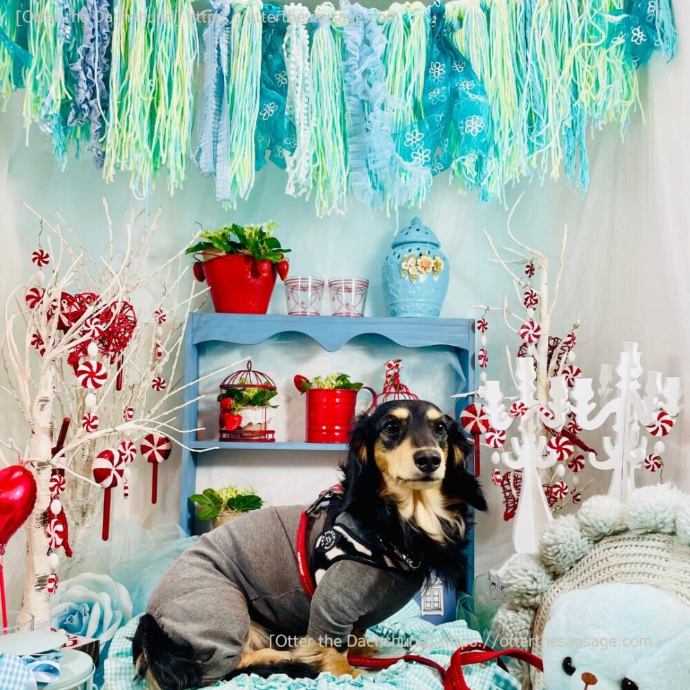 photo_dogfriendly-hotel_tokyo_ici-hotel-asakusabashi_ドッグフレンドリーホテル_東京イチホテル浅草橋_犬とお出かけ_犬連れ旅行_service for paws_犬用サービス_フォトブース