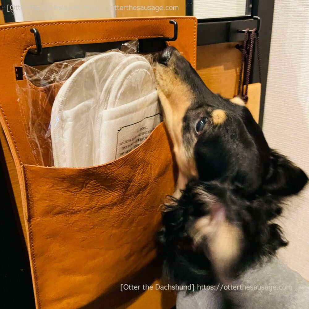 photo_dogfriendly-hotel_tokyo_ici-hotel-asakusabashi_ドッグフレンドリーホテル_東京イチホテル浅草橋_犬とお出かけ_犬連れ旅行_ホテルアメニティ_amenity_スリッパ