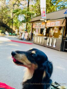 犬連れお出かけ_Otter the Dachshund_【東京】高尾山: 小型犬連れで行く初心者向け登山ガイド_だんご屋_ごまどころ 権現茶屋_カニンヘンダックスフンド_オッター